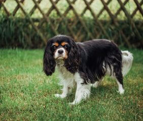 6 Facts Dog habits that you should know and understand